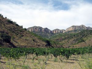Vineyard in Priorat
