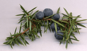 Fig 4-2 Juniper Berries
