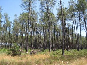 Maritime Pines in the Landes Forest 