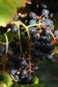 Photo of Tannat grapes by Pancrat, via Wikimedia Commons