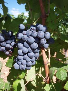 Photo of Terret Noir by Vbecart, via Wikimedia Commons 